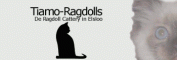 Tiamo Ragdolls