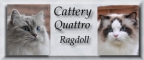 Quattro