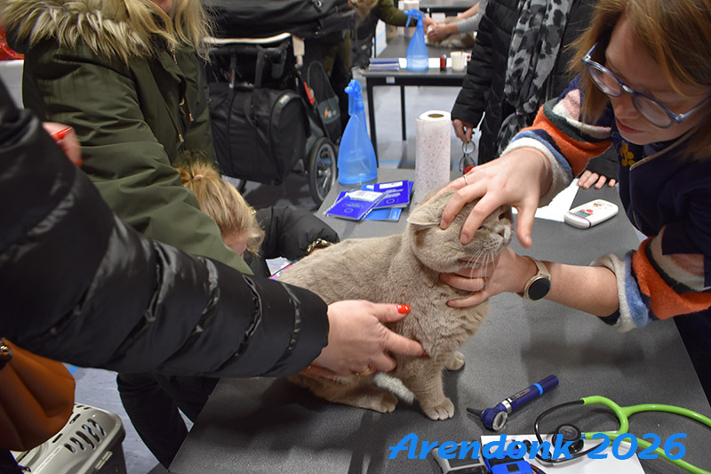 BCF kattenshow
