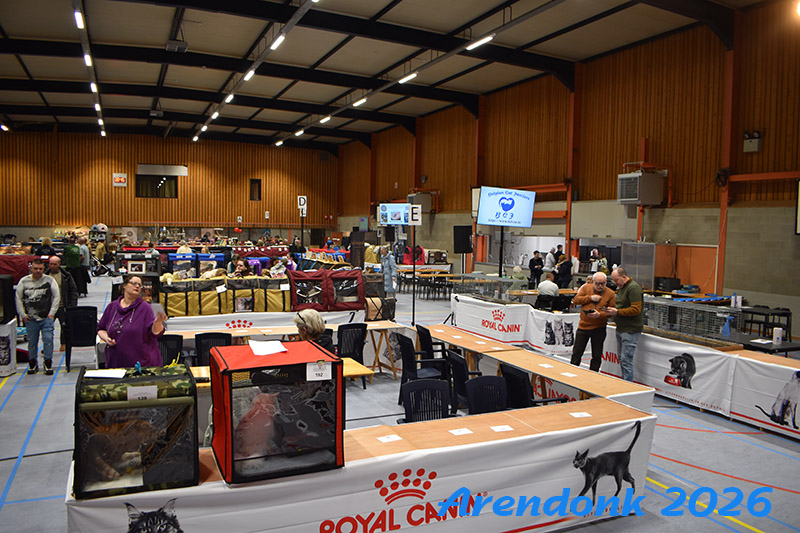 BCF kattenshow