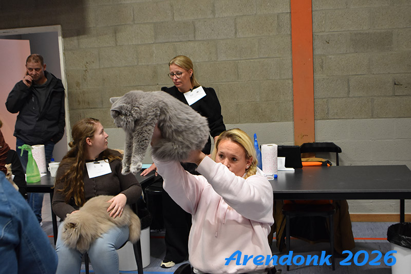 BCF kattenshow