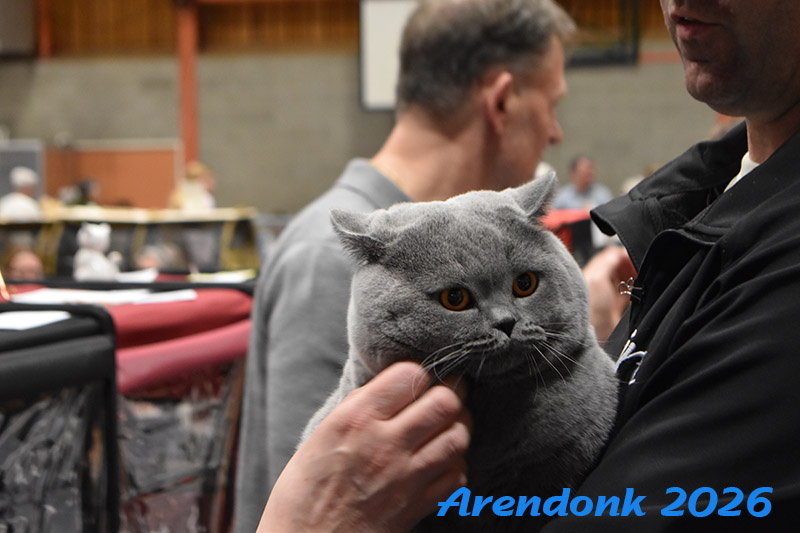 BCF kattenshow