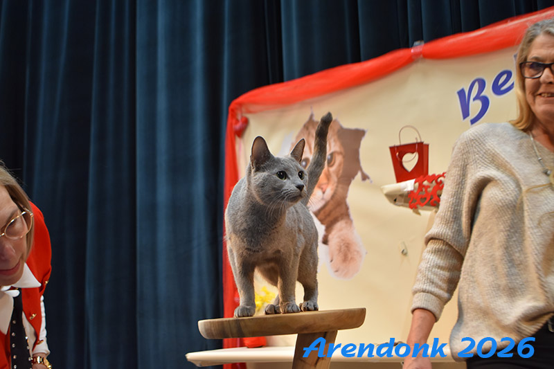 BCF kattenshow
